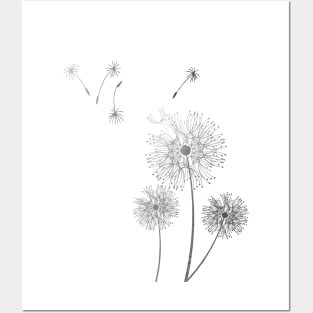 Dandelion Posters and Art